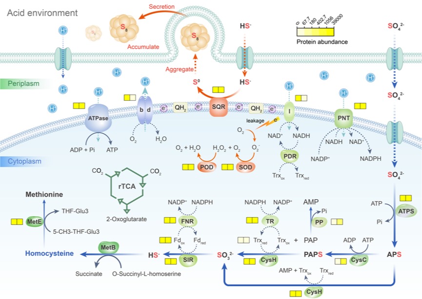 科研进展｜席劲瑛教授团队研究揭示极酸环境下微生物胞内硫氧化还原代谢协同新机制
